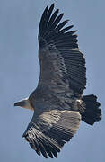 Griffon Vulture