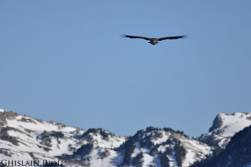 Griffon Vulture