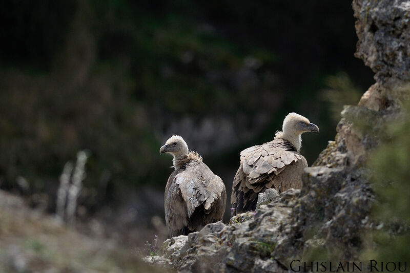 Griffon Vulture