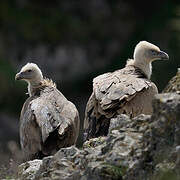 Griffon Vulture