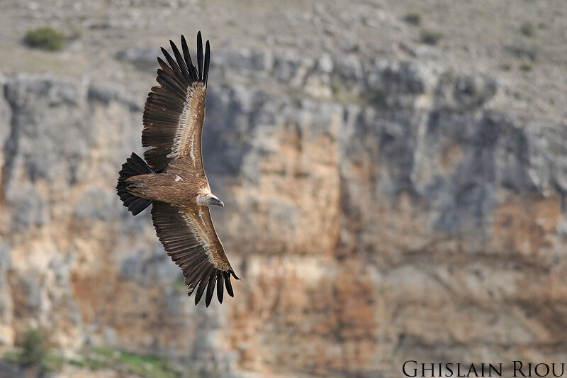 Griffon Vulture