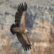 Griffon Vulture