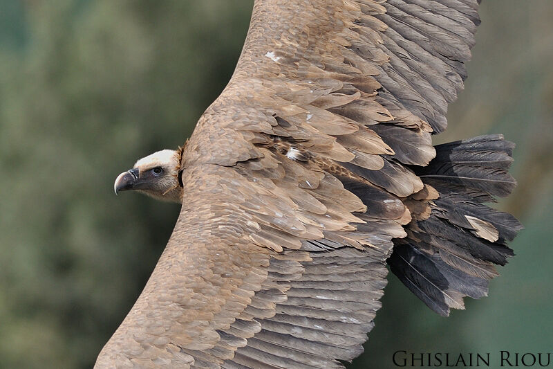 Griffon Vulture