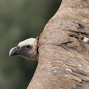 Griffon Vulture