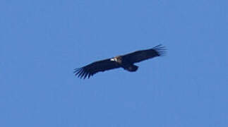 Cinereous Vulture