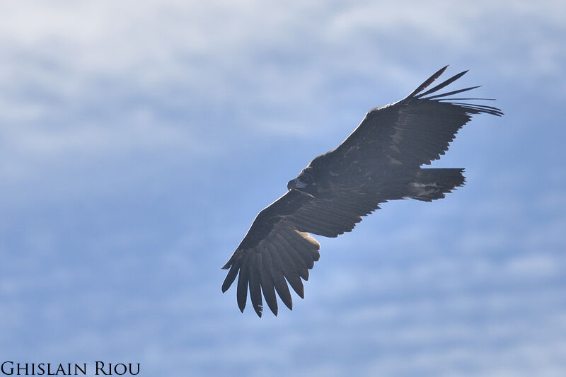 Cinereous Vulture