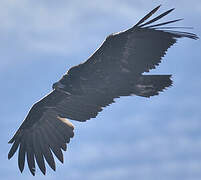 Cinereous Vulture