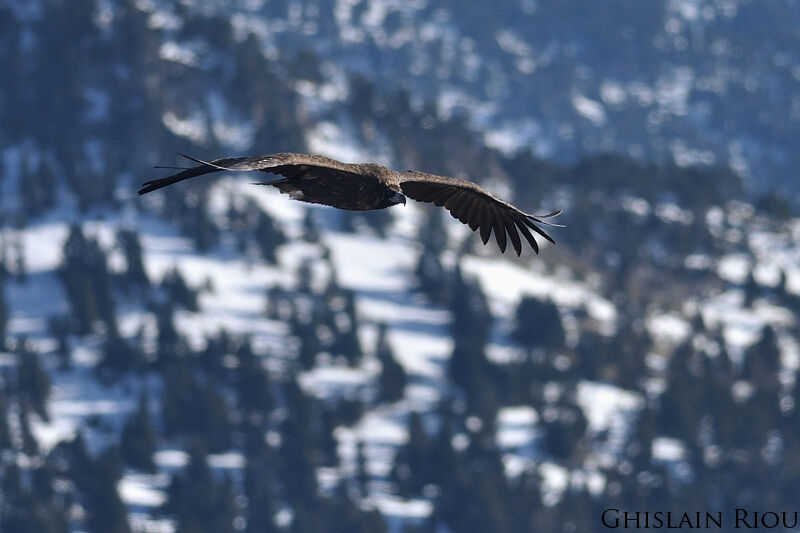 Cinereous Vulture