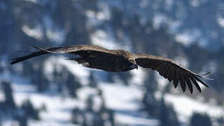 Cinereous Vulture