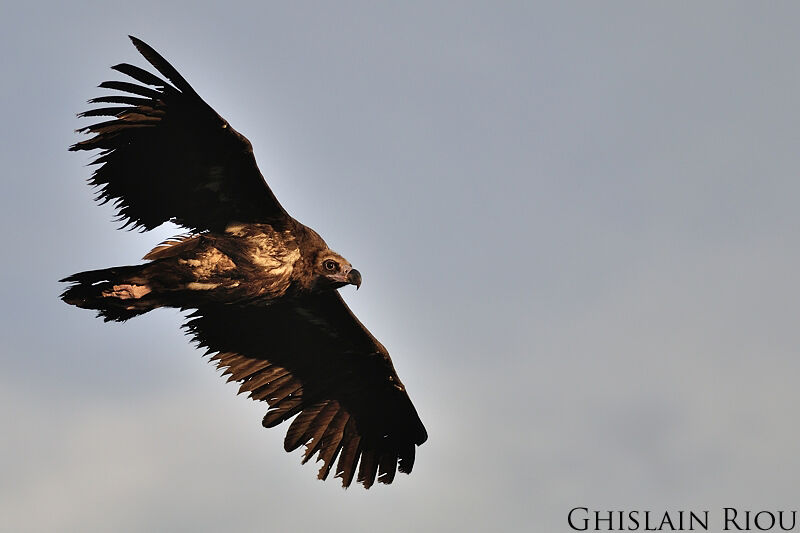 Cinereous Vulture