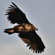 Cinereous Vulture