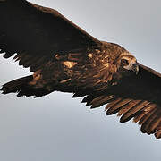 Cinereous Vulture