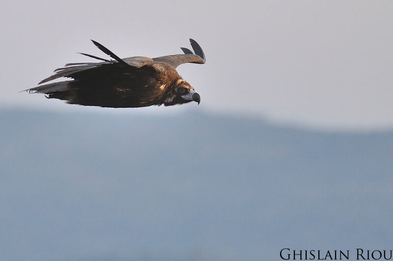 Cinereous Vulture