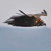 Cinereous Vulture