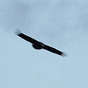 Cinereous Vulture