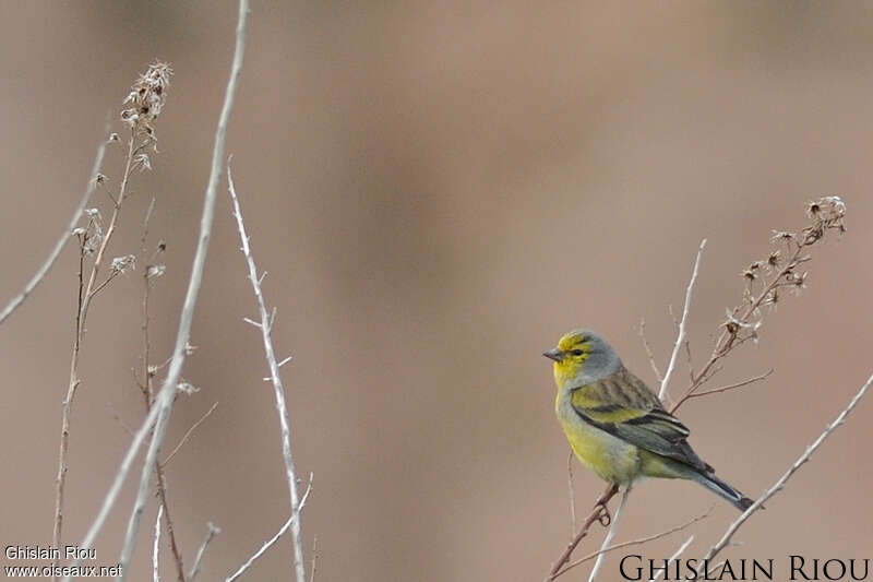 Corsican Finch male adult breeding, pigmentation