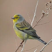 Corsican Finch