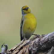 Corsican Finch