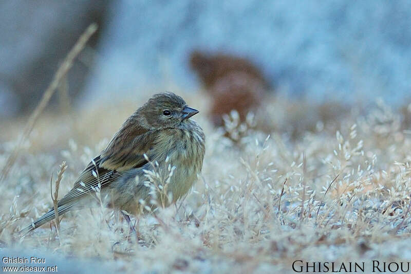 Corsican Finchjuvenile, identification