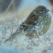 Corsican Finch