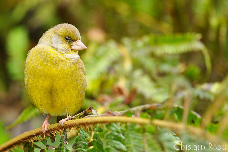 European Greenfinch