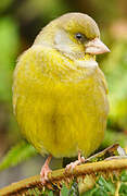 European Greenfinch