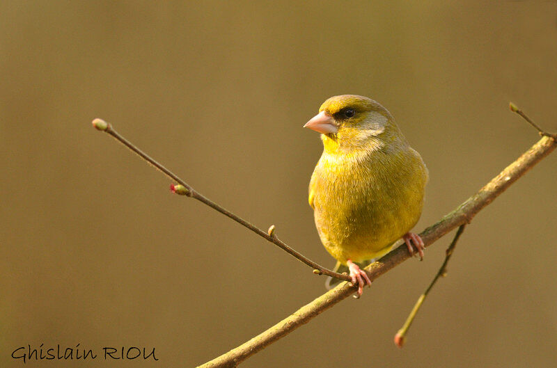 European Greenfinch male adult