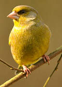 European Greenfinch