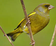 European Greenfinch