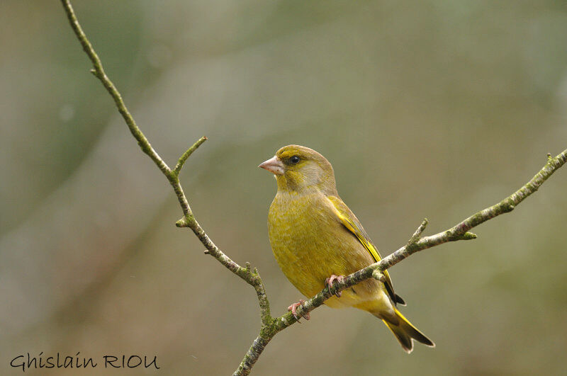 European Greenfinch male adult