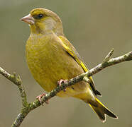 European Greenfinch