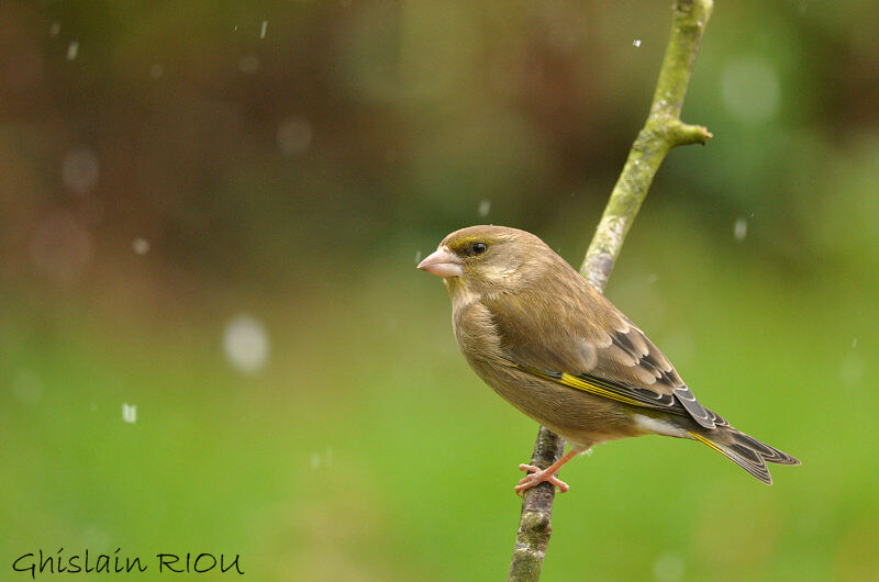 European Greenfinch female adult