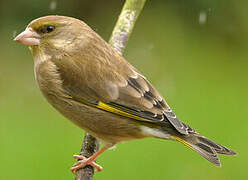 European Greenfinch