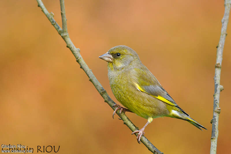 European Greenfinch male adult post breeding, identification