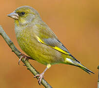 European Greenfinch