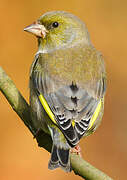 European Greenfinch