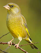 European Greenfinch