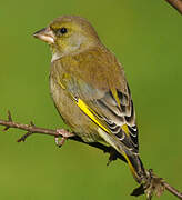 European Greenfinch