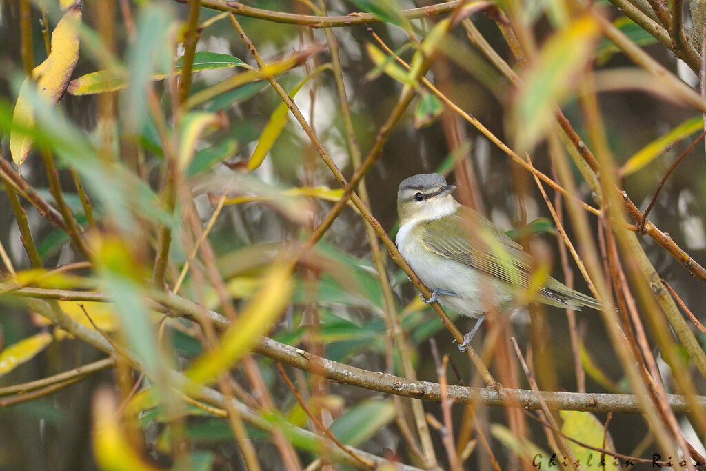 Red-eyed Vireo