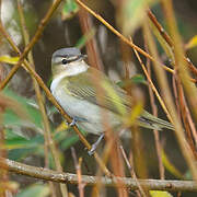 Red-eyed Vireo