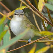 Red-eyed Vireo