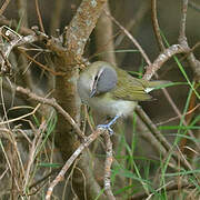 Red-eyed Vireo