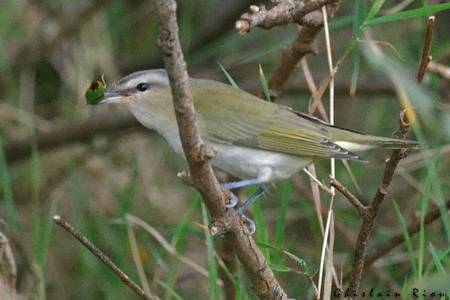 Red-eyed Vireo, feeding habits