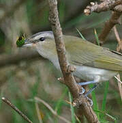 Red-eyed Vireo