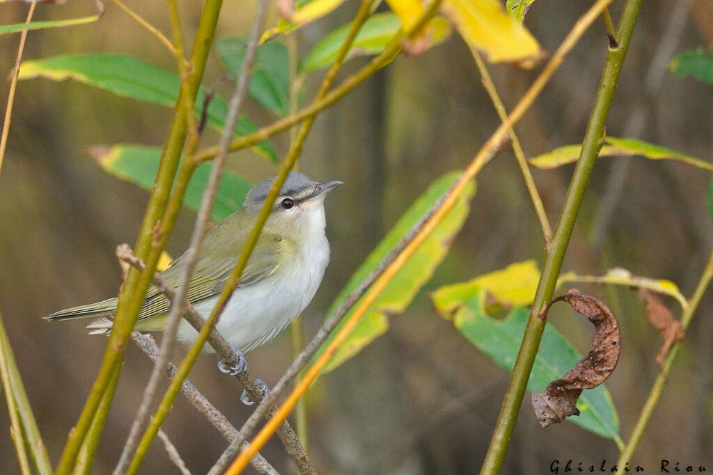 Red-eyed Vireo