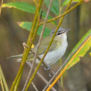 Red-eyed Vireo