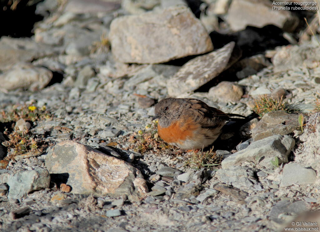 Robin Accentor