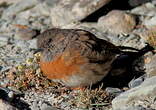 Accenteur rougegorge