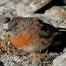 Accenteur rougegorge