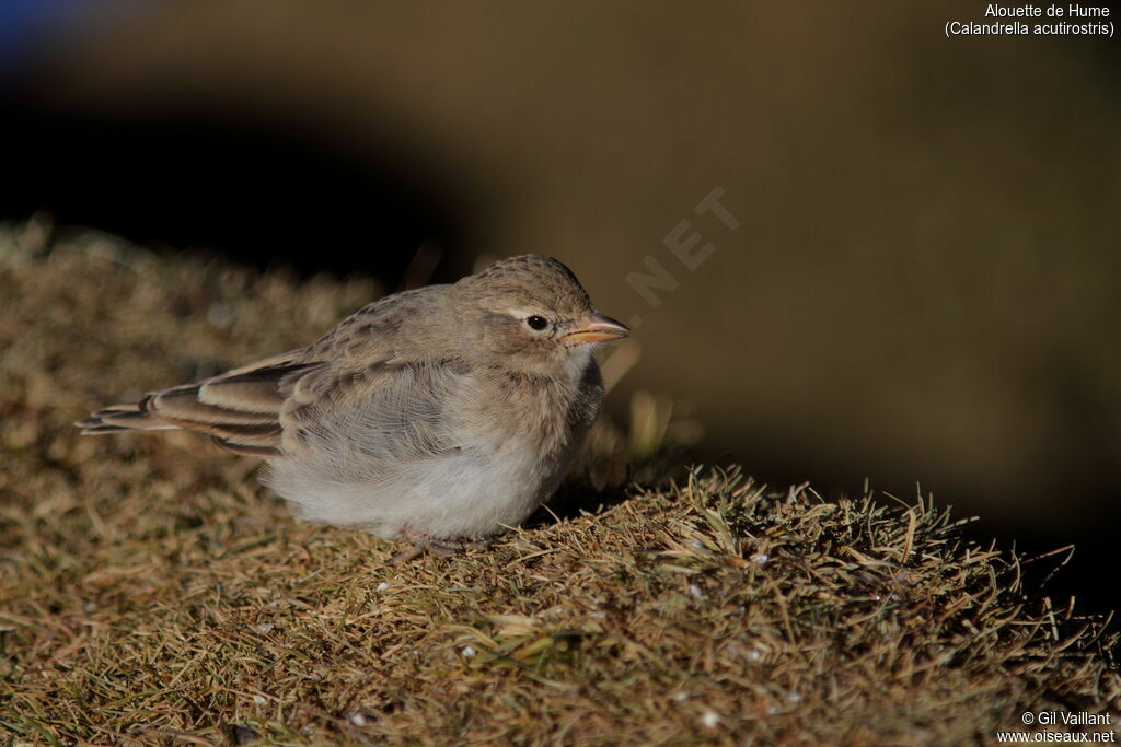 Hume's Short-toed Lark